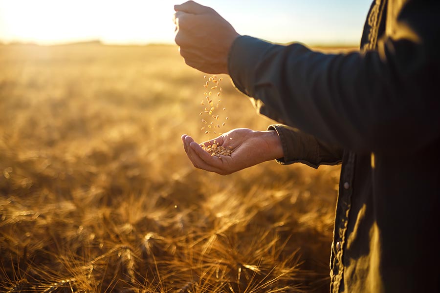 Agribusiness Insurance - Close Shot of Hands Holding Wheat in a Golden Field at Sunset